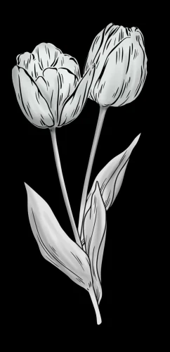 Цветы 075 (тюльпаны)